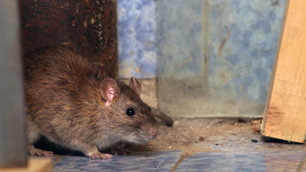 Jak pozbyć się szczurów z domu? Skuteczny poradnik