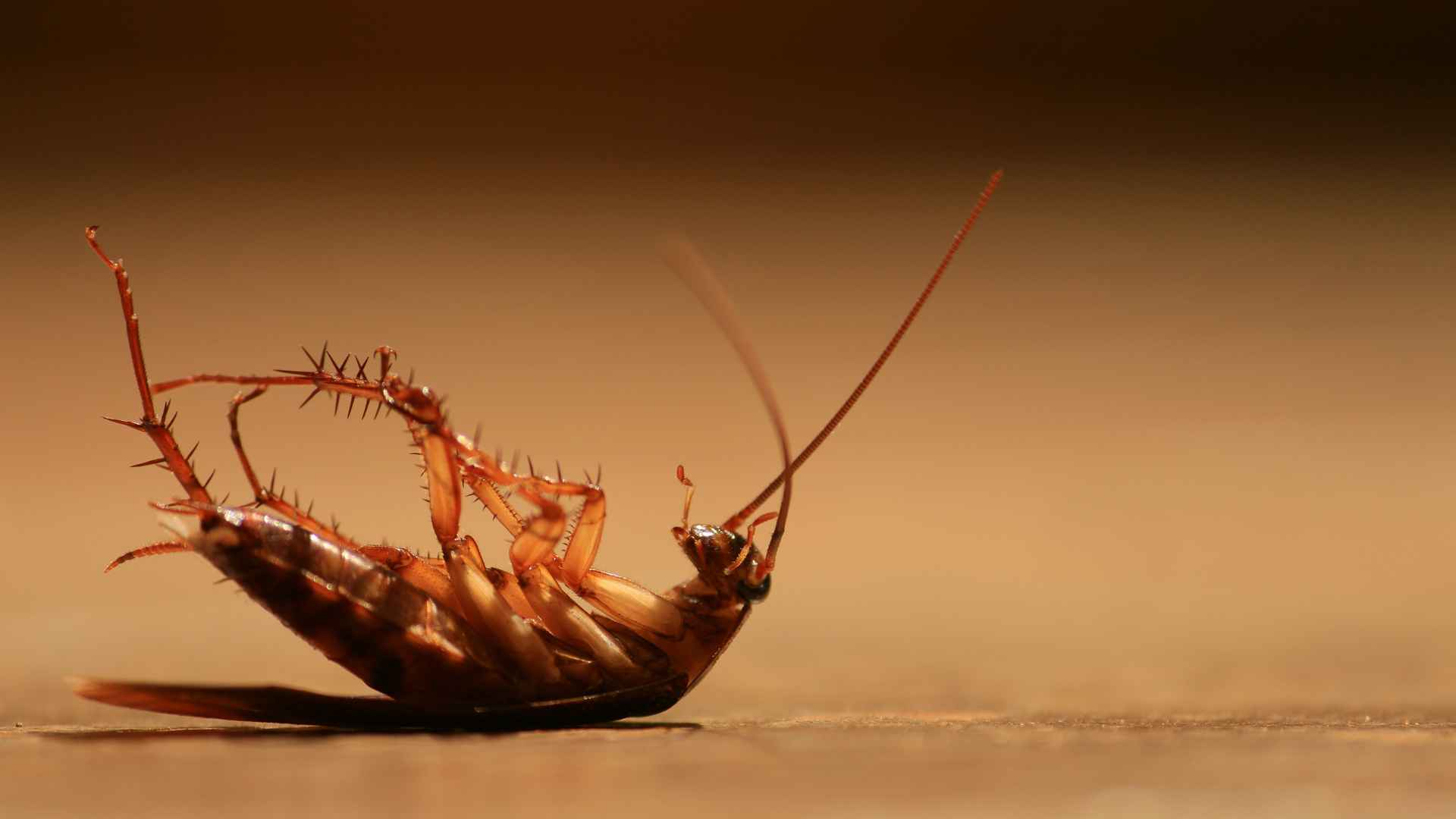 jak pozbyć się karaluchów