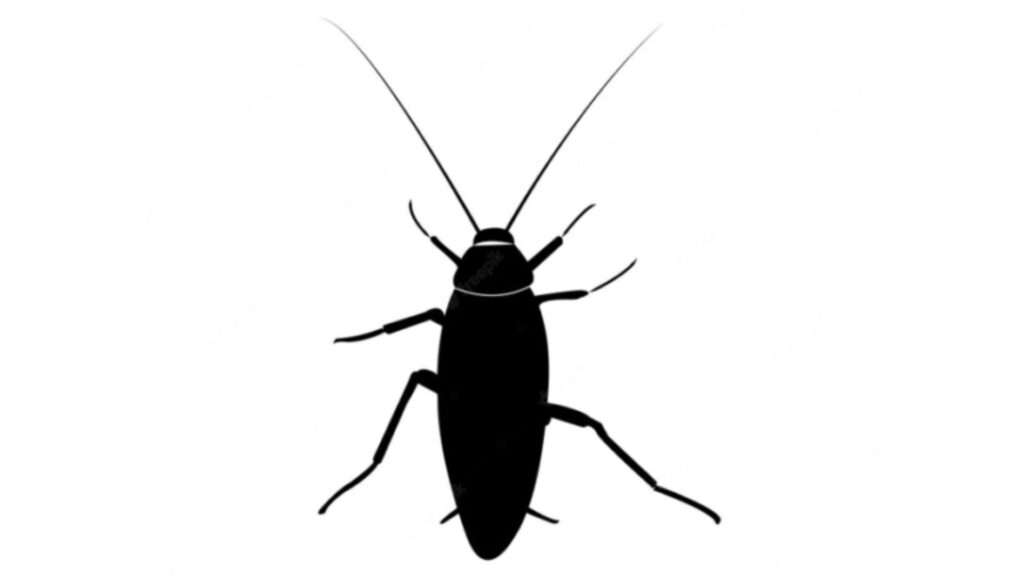 Czarne robaki w domu jakie robaki mogą występować w domach lub mieszkaniach? Skąd się biorą? Jak się ich pozbyć?